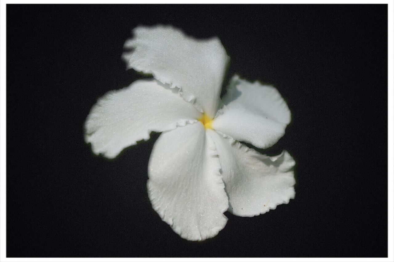 CLOSE-UP OF WHITE FLOWERS BLOOMING
