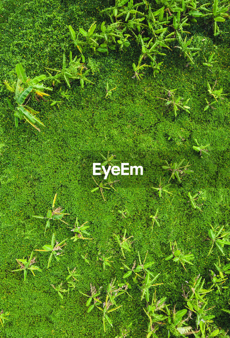 HIGH ANGLE VIEW OF GREEN LEAVES ON FIELD