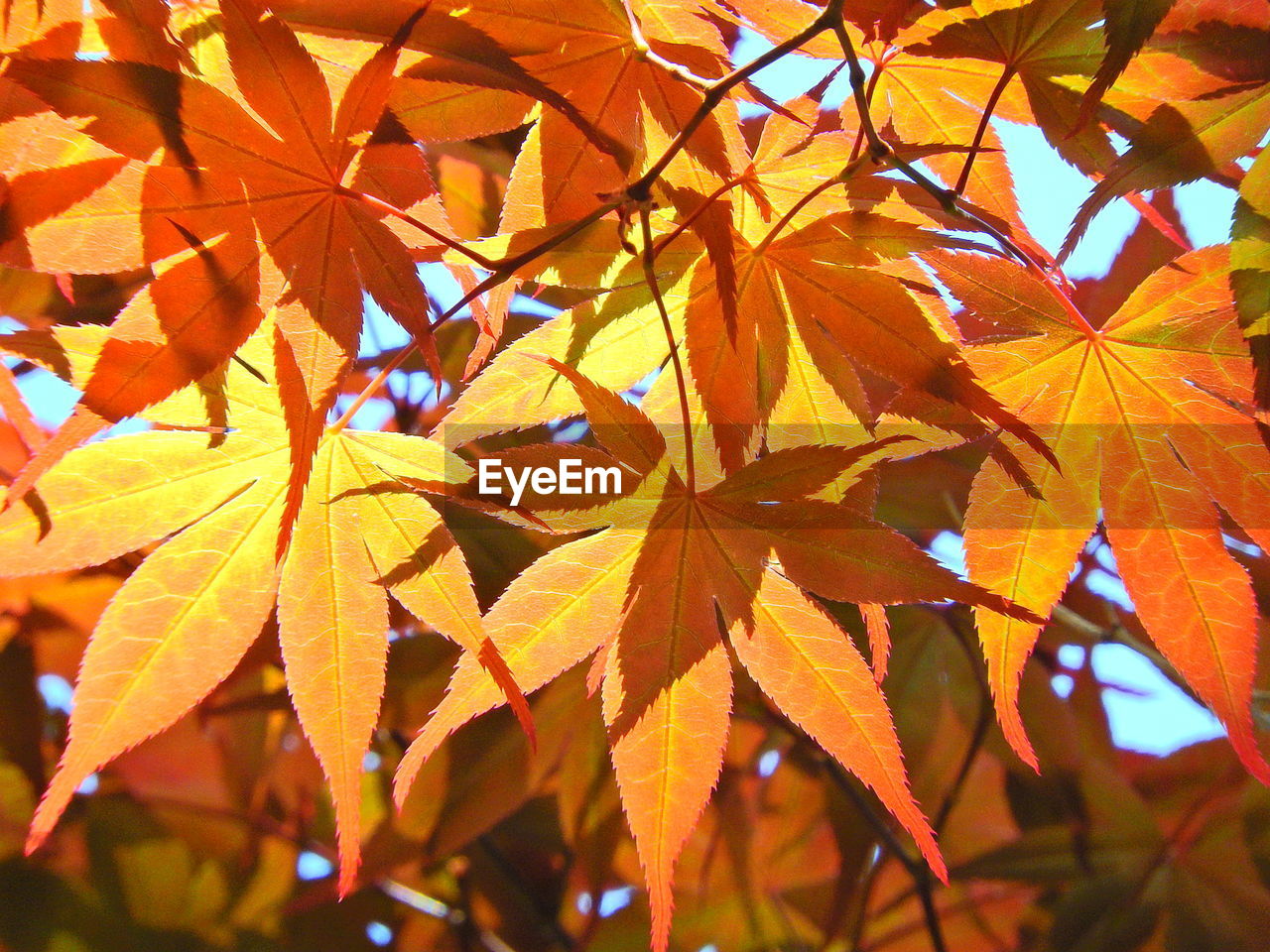 Close-up of maple tree in autumn