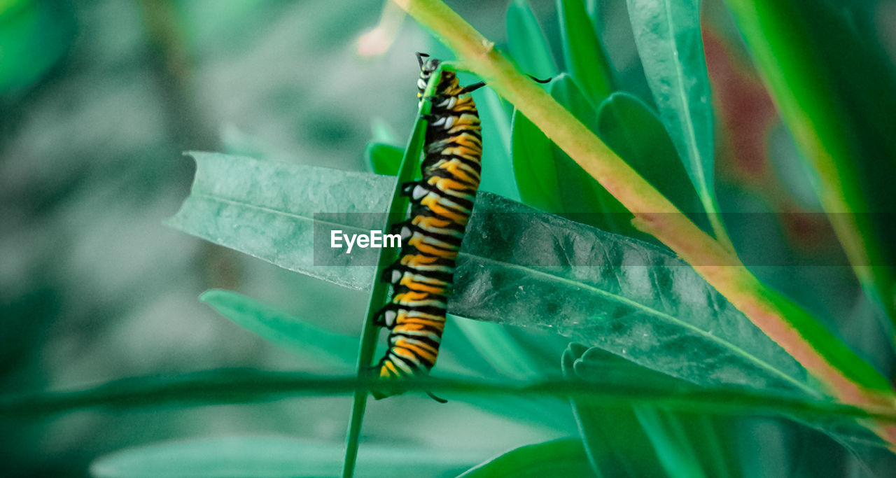 BUTTERFLY ON GREEN LEAF