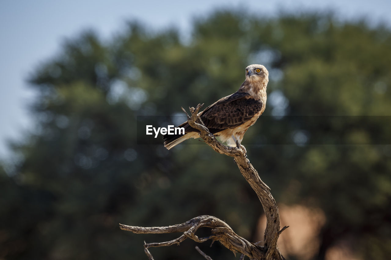 animal themes, animal, animal wildlife, bird, wildlife, one animal, bird of prey, nature, tree, beak, perching, plant, falcon, no people, hawk, branch, focus on foreground, outdoors, full length, falcon - bird, animal body part, buzzard, beauty in nature