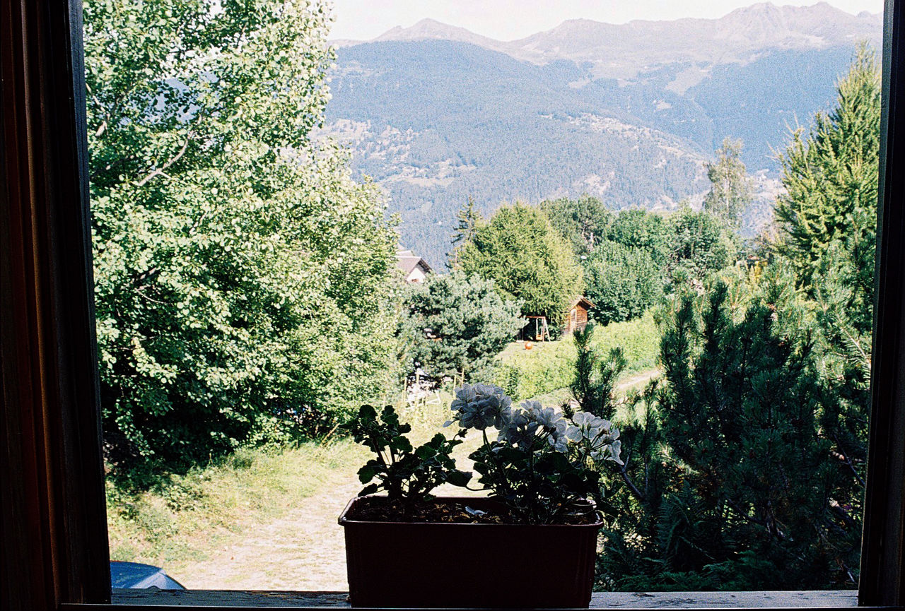 SCENIC VIEW OF TREES AND MOUNTAINS