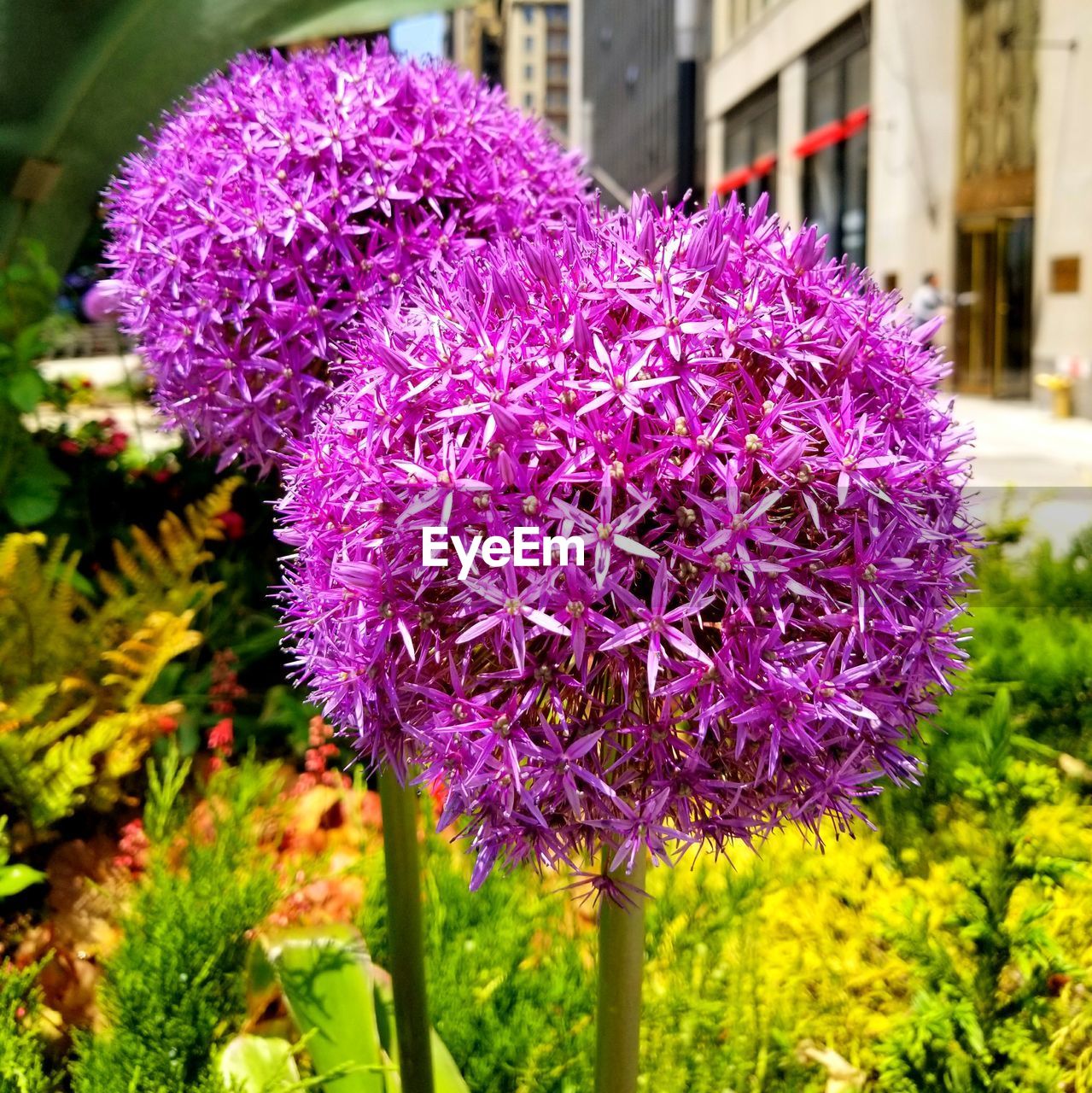 CLOSE-UP OF FRESH PURPLE FLOWERS BLOOMING IN PLANT