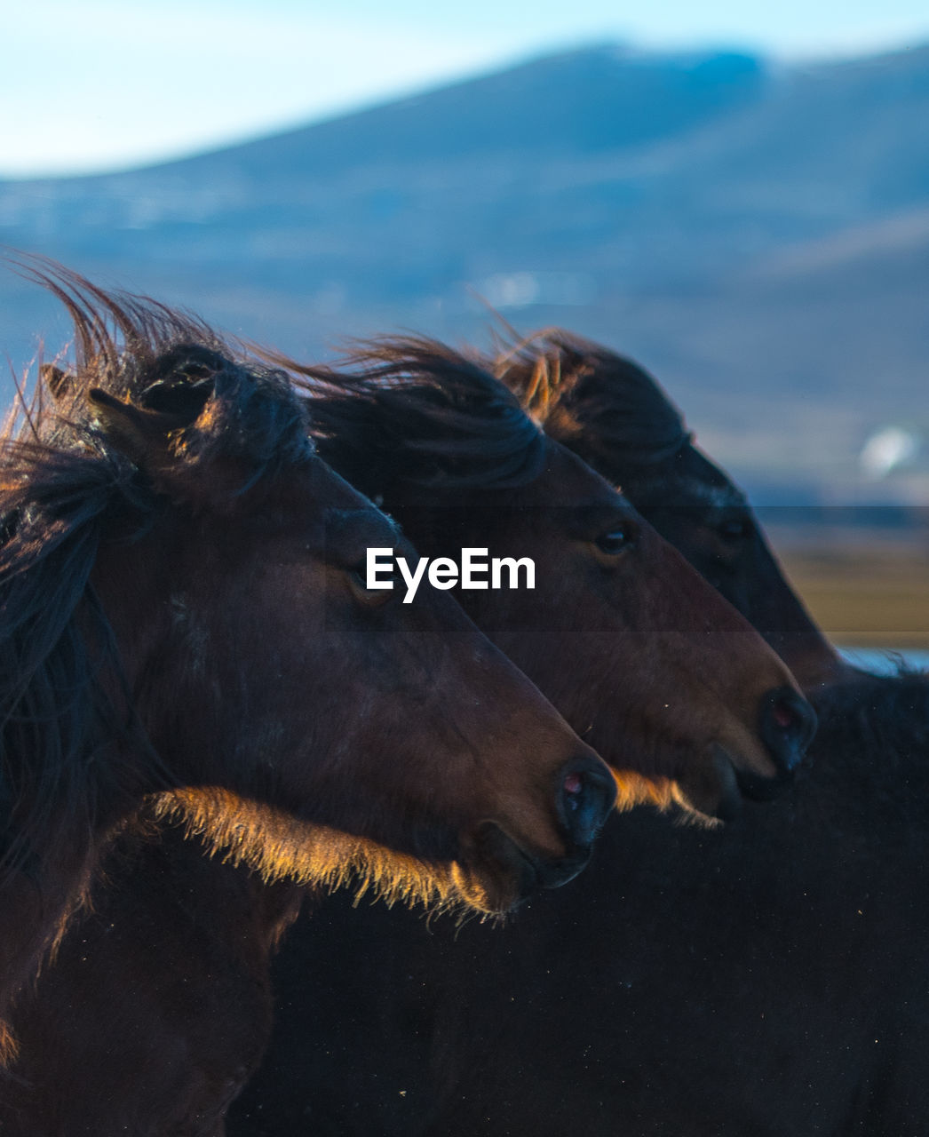 Horses against mountain