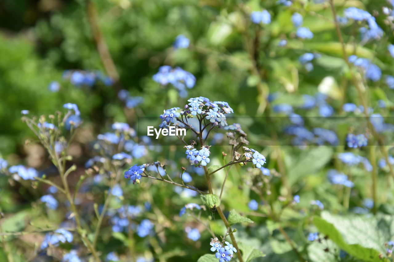 Close-up of flowers blooming on tree