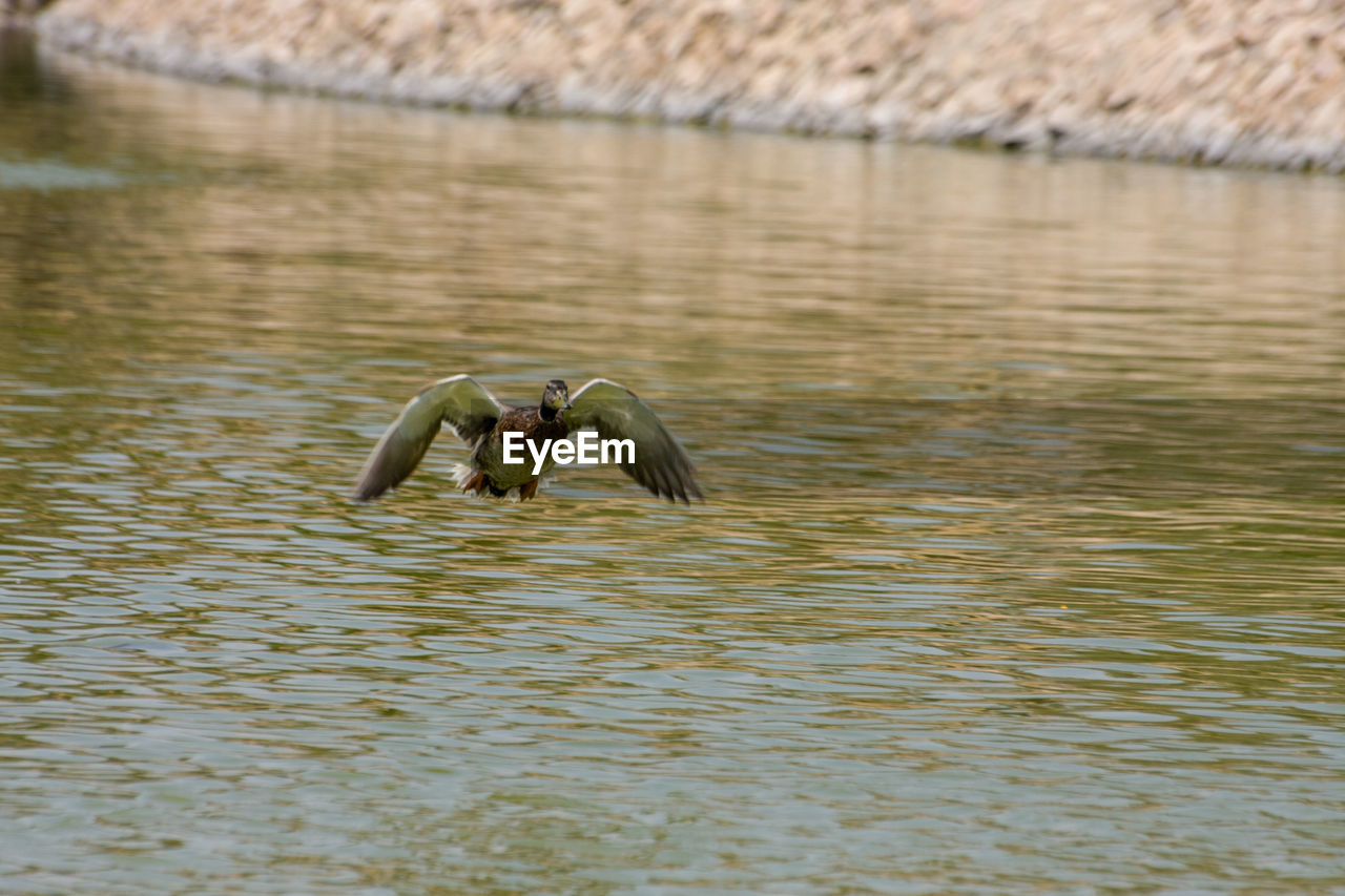 Bird flying over lake
