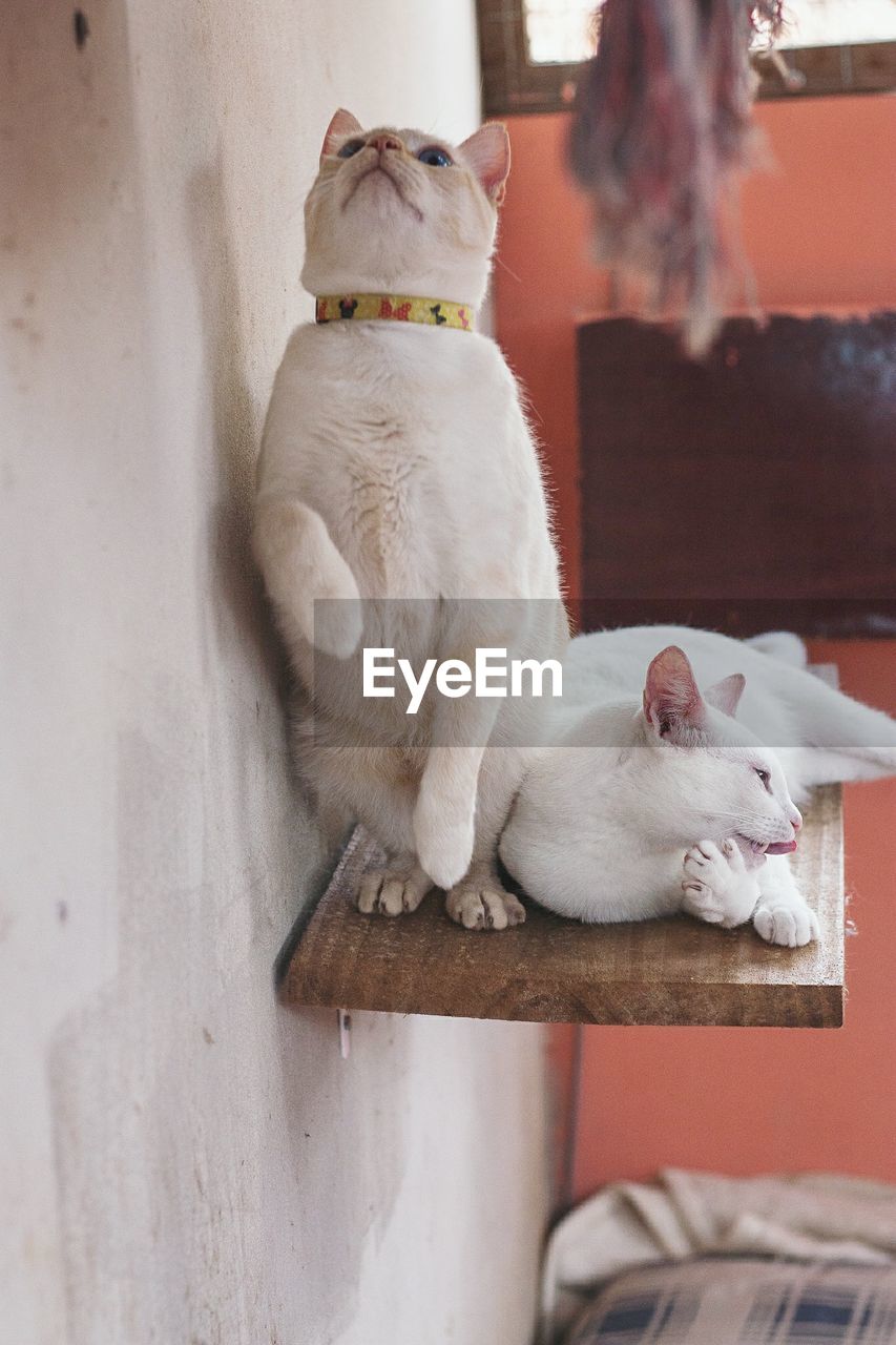 CAT SITTING ON FLOOR