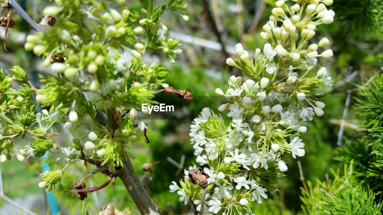 CLOSE-UP OF FLOWERS ON TREE