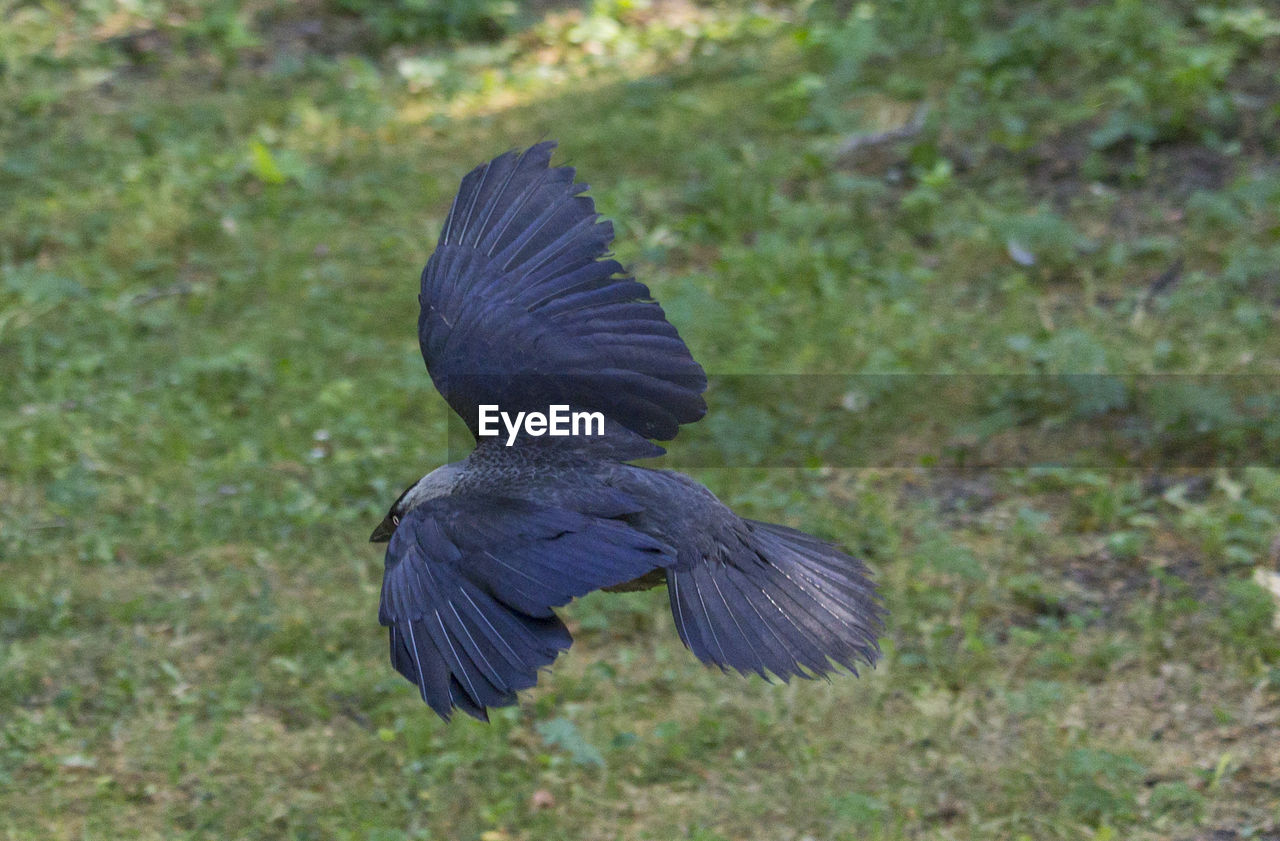 REAR VIEW OF BLACK BIRD FLYING IN SUNLIGHT