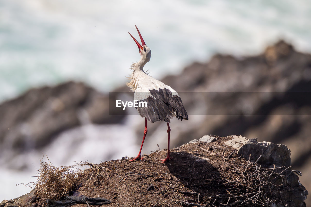 CLOSE-UP OF BIRD PERCHING ON ROCK AGAINST BLURRED BACKGROUND