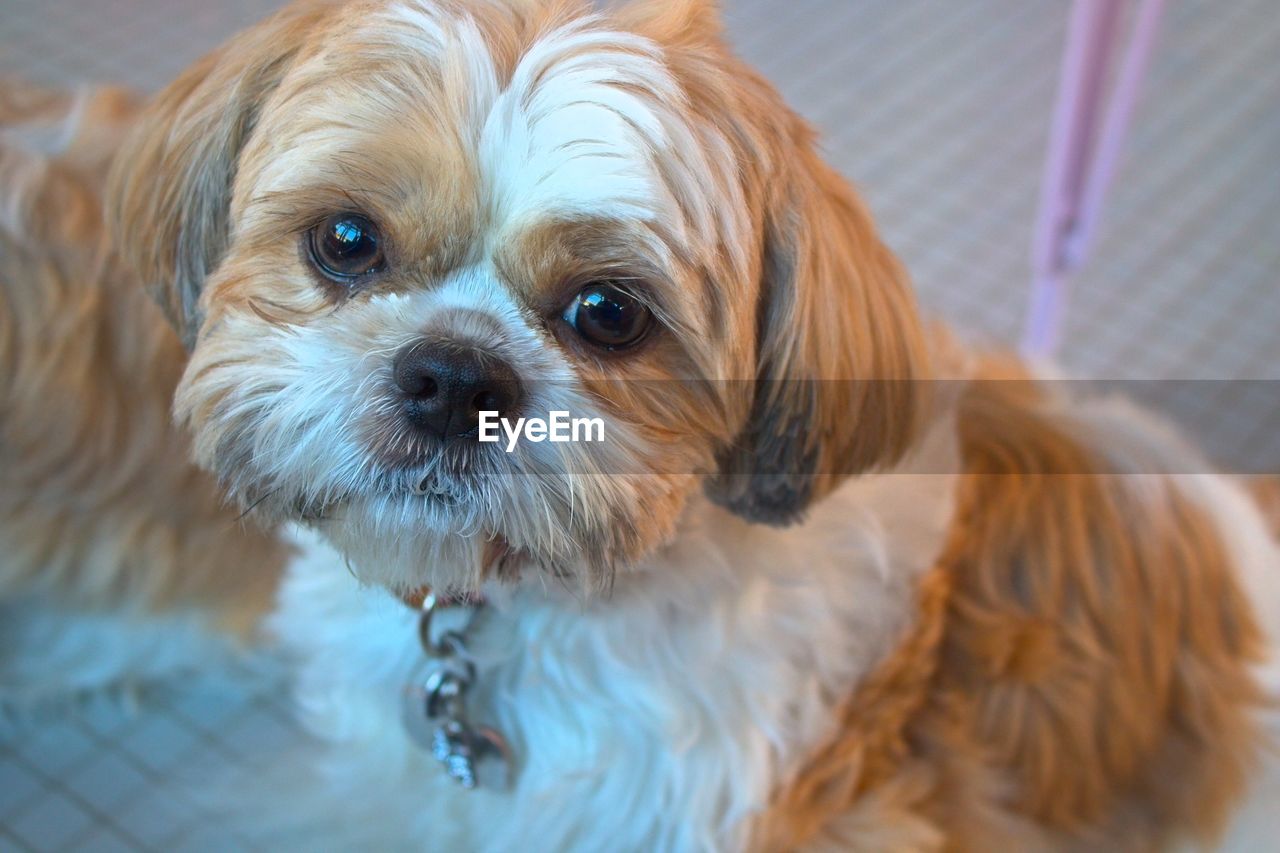 CLOSE-UP PORTRAIT OF SMALL DOG ON FLOOR