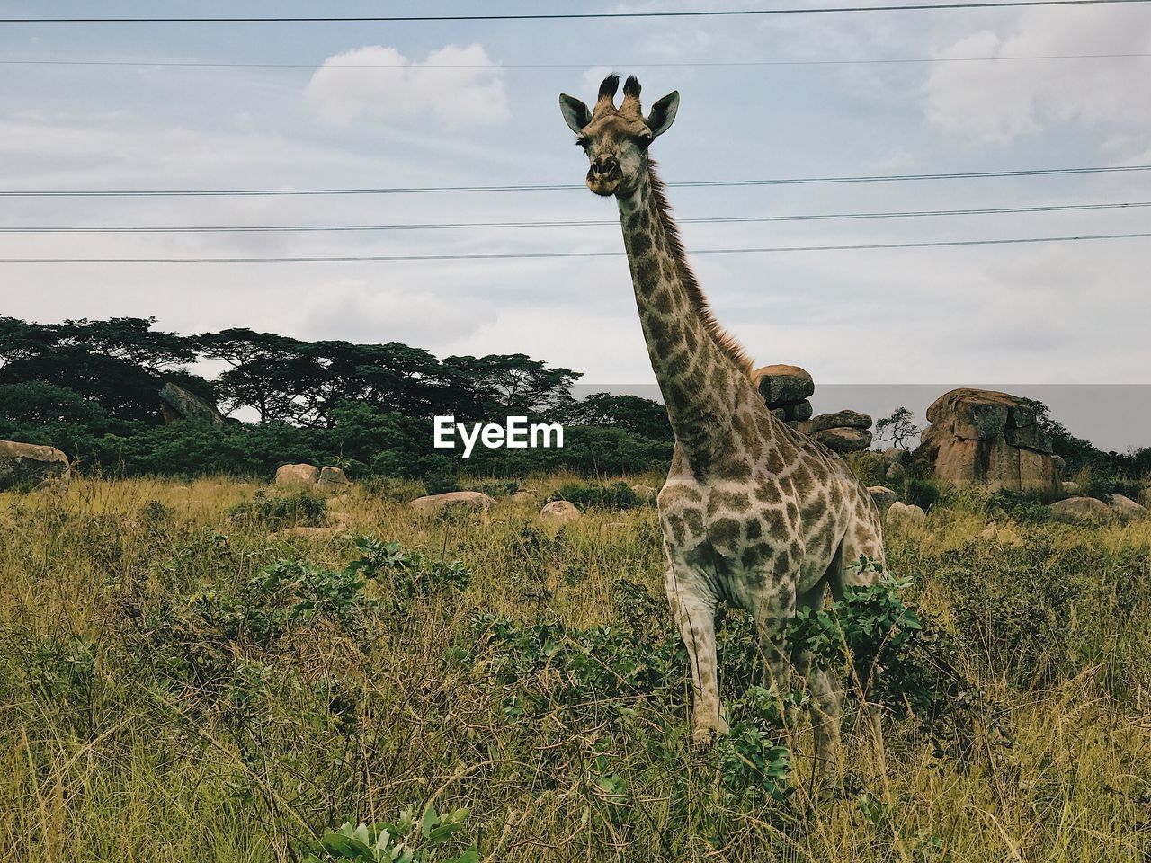 Giraffe on field against sky