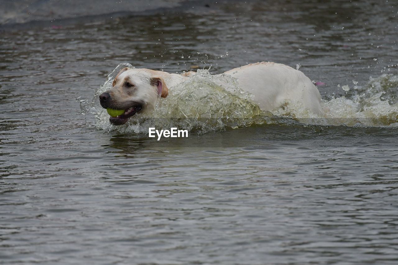 Dog swimming in lake