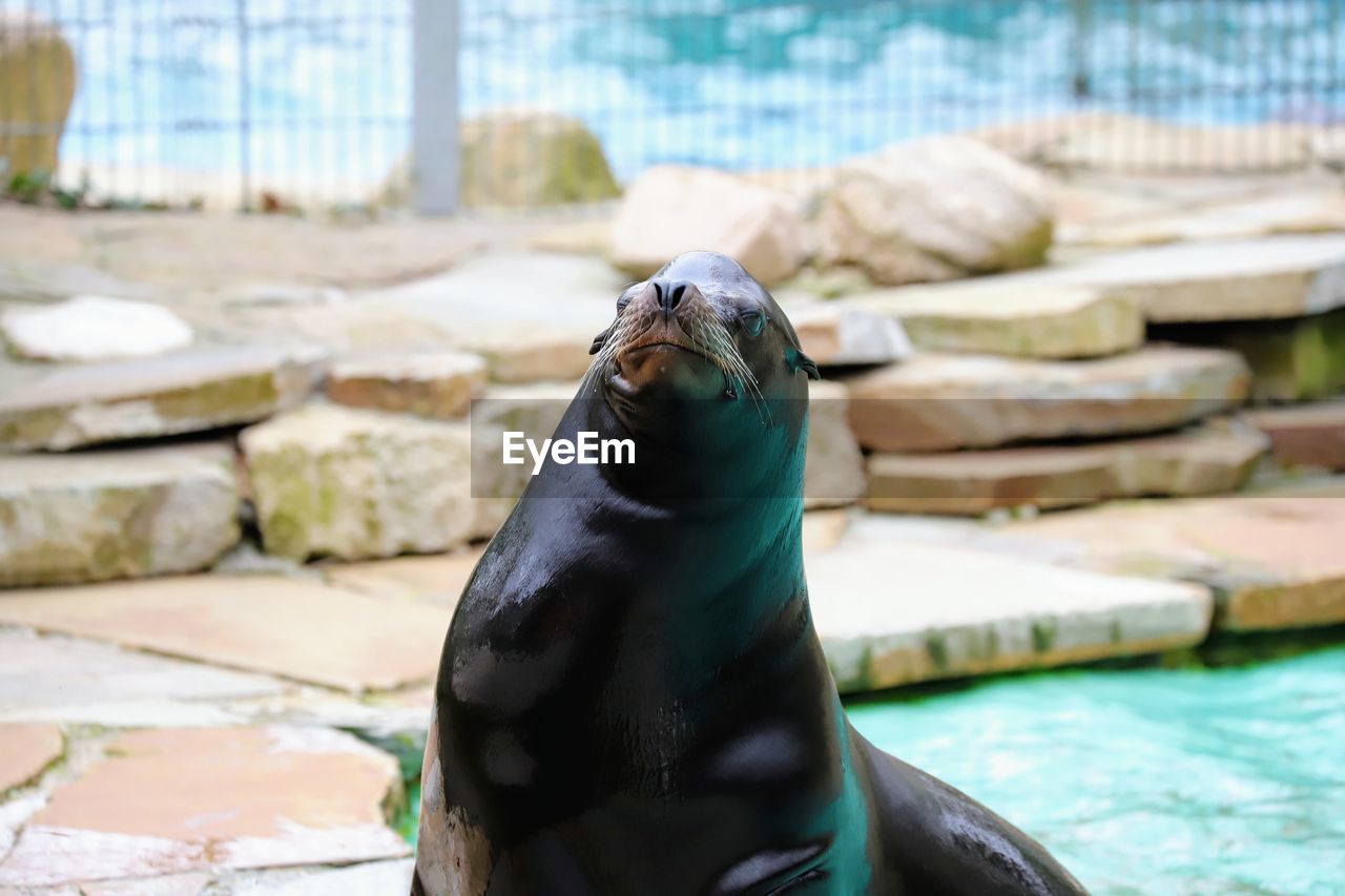 High angle view of sea lion