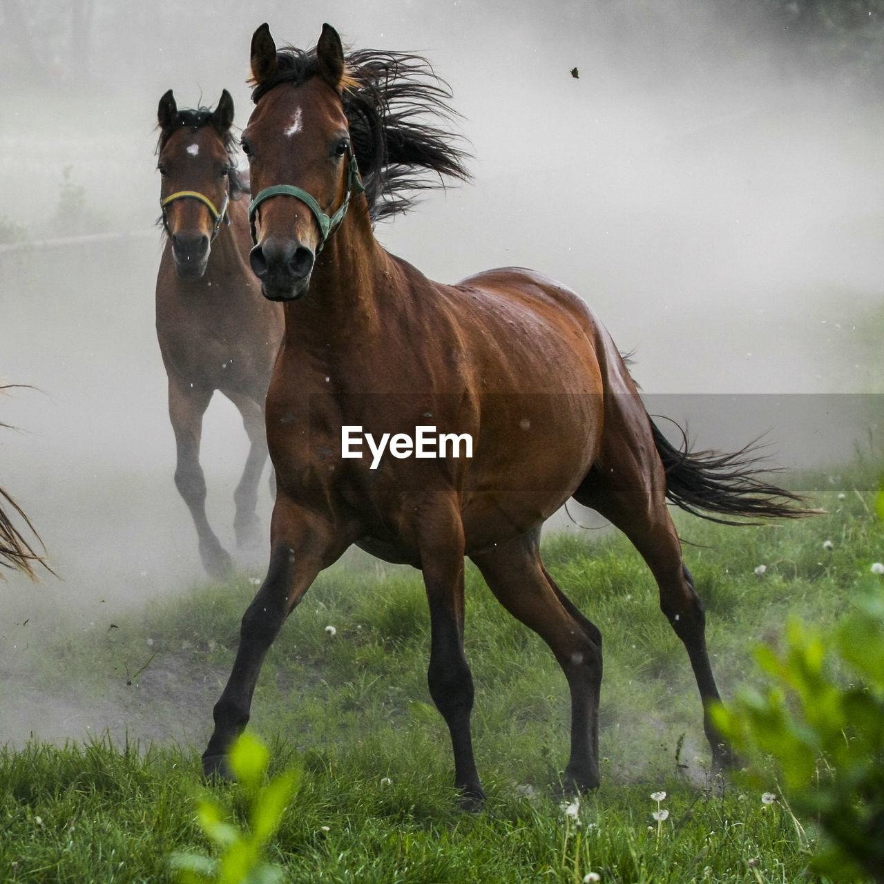 HORSE STANDING ON FIELD BY WATER