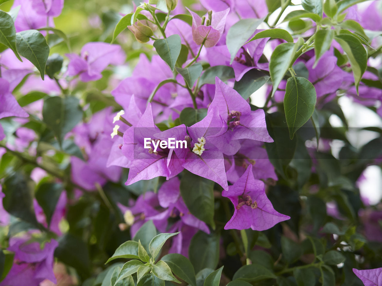 Close-up of purple flowering plant