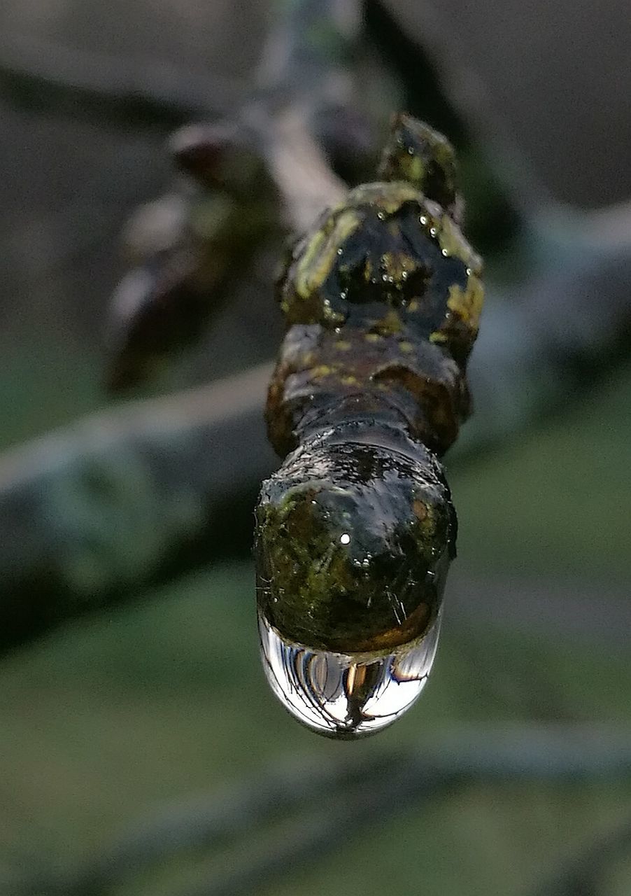 CLOSE-UP OF WATER DROP ON BLADE OF LEAF