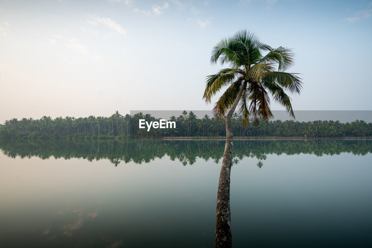 Coconut trees by lake against sky