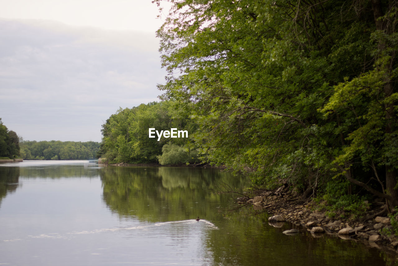 TREES BY LAKE AGAINST SKY