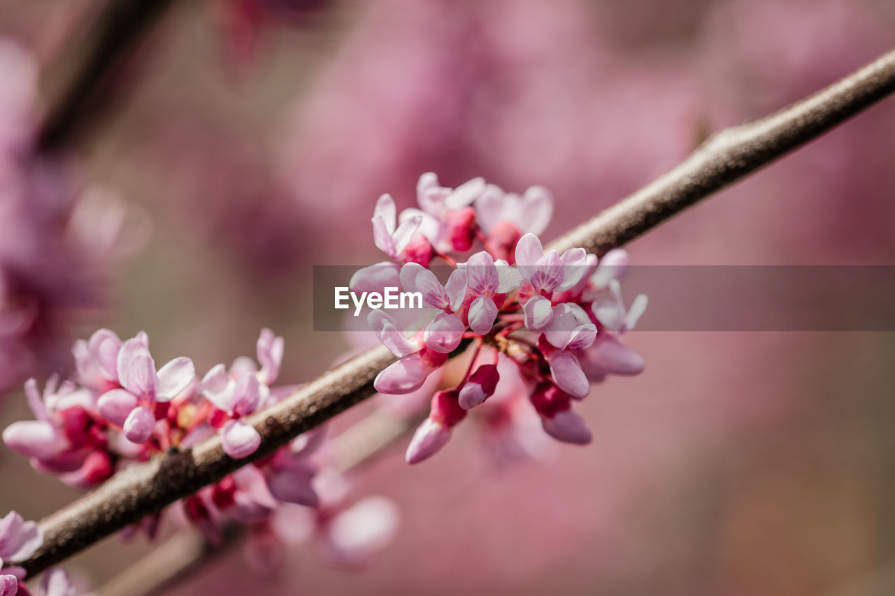 Close-up of pink cherry blossoms in spring