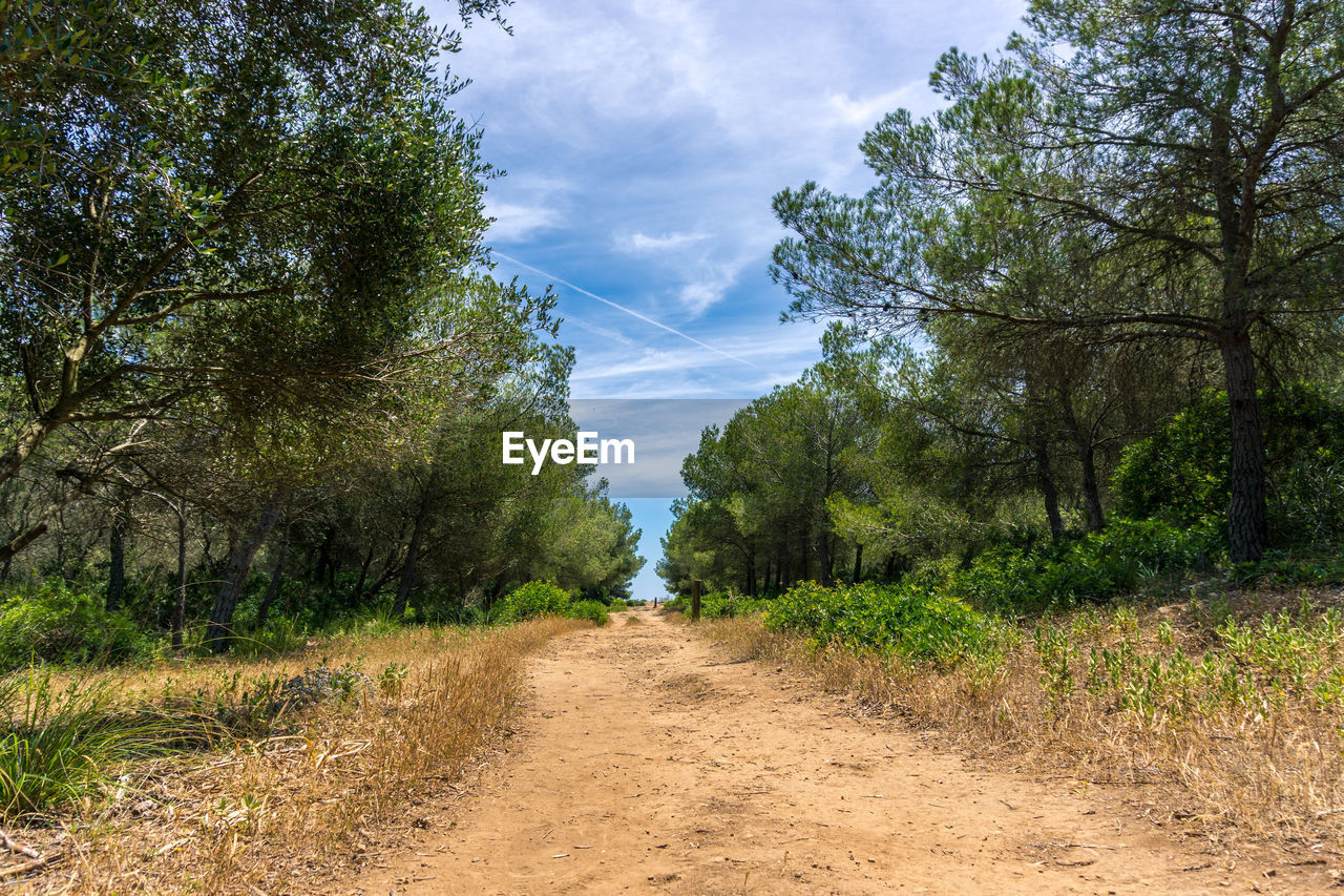 Dirt road amidst trees and plants against sky