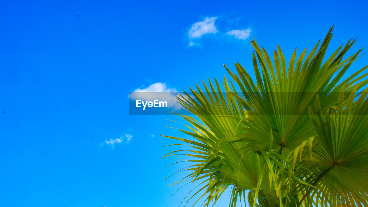 LOW ANGLE VIEW OF COCONUT PALM TREES AGAINST BLUE SKY