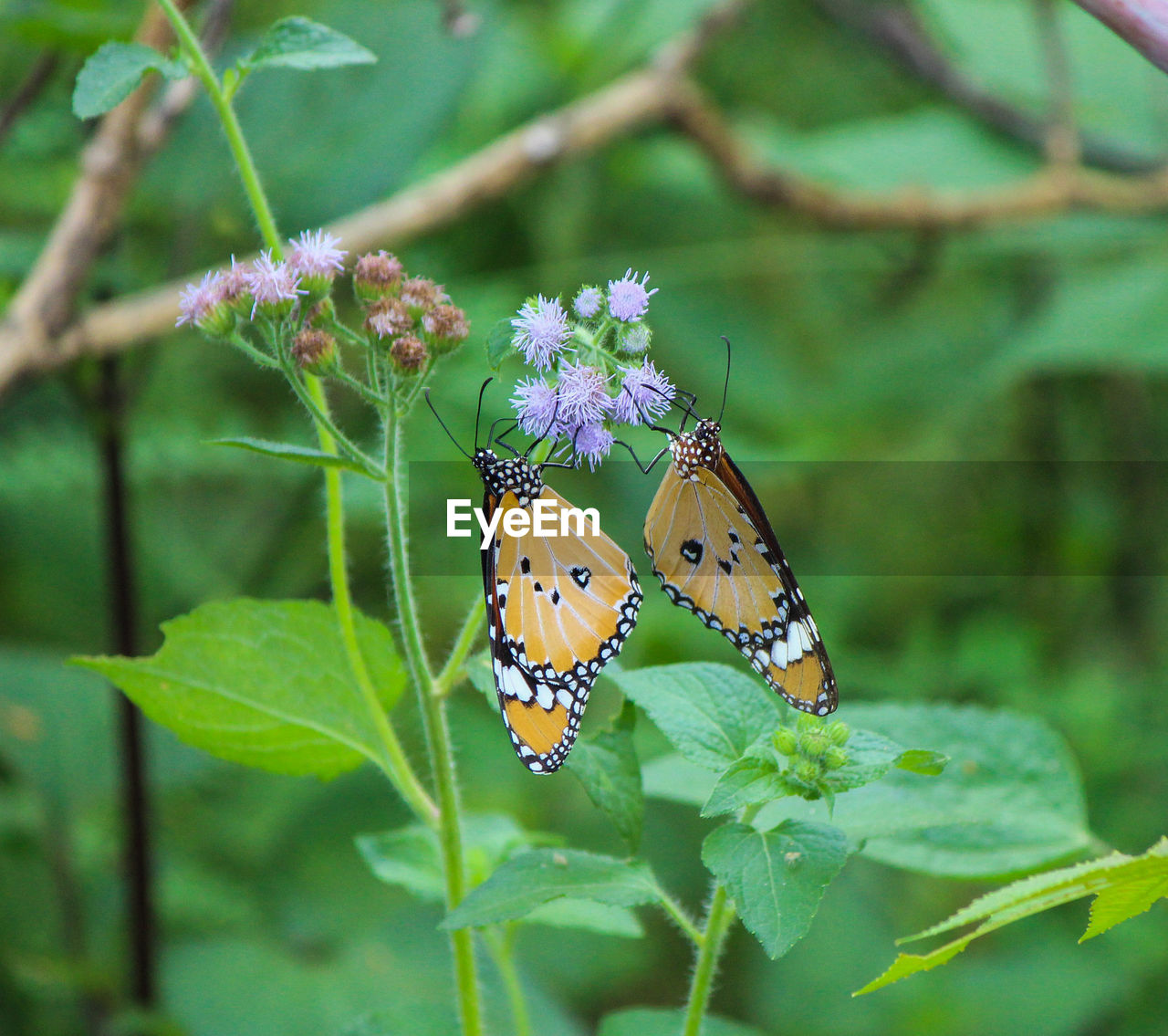 CLOSE-UP OF BUTTERFLY ON FLOWER