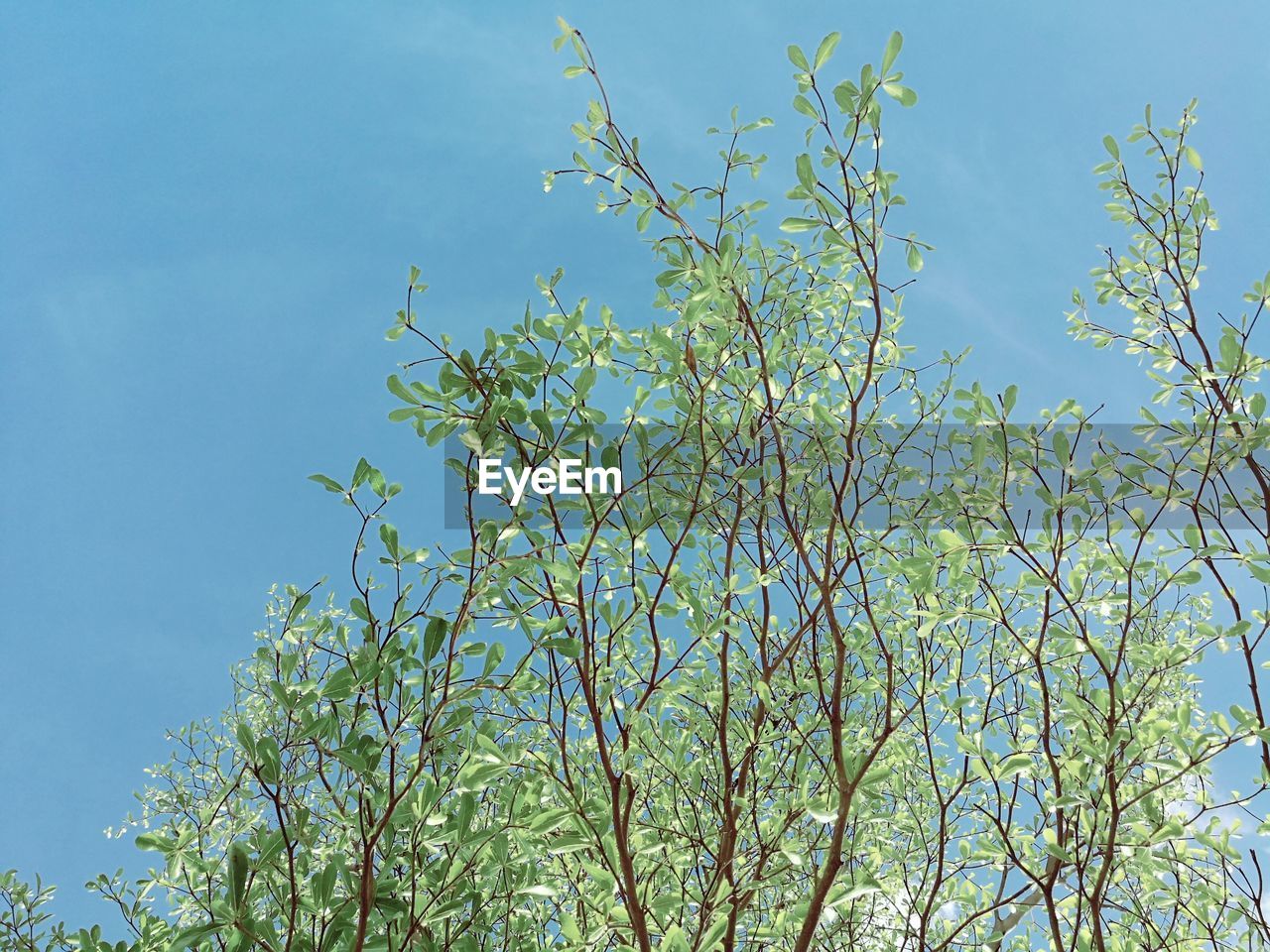 Low angle view of tree against blue sky