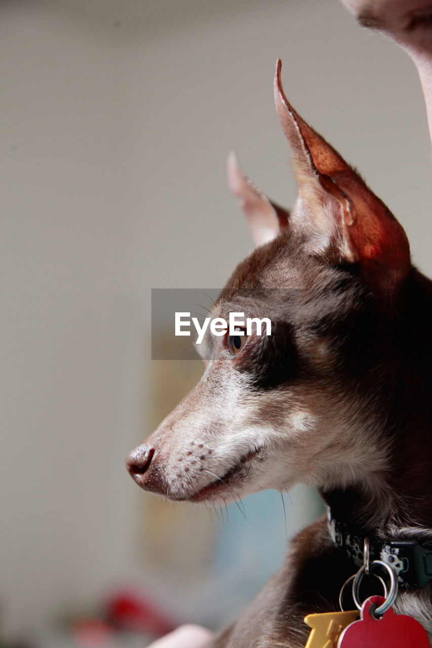 Close-up of mixed-breed dog looking away