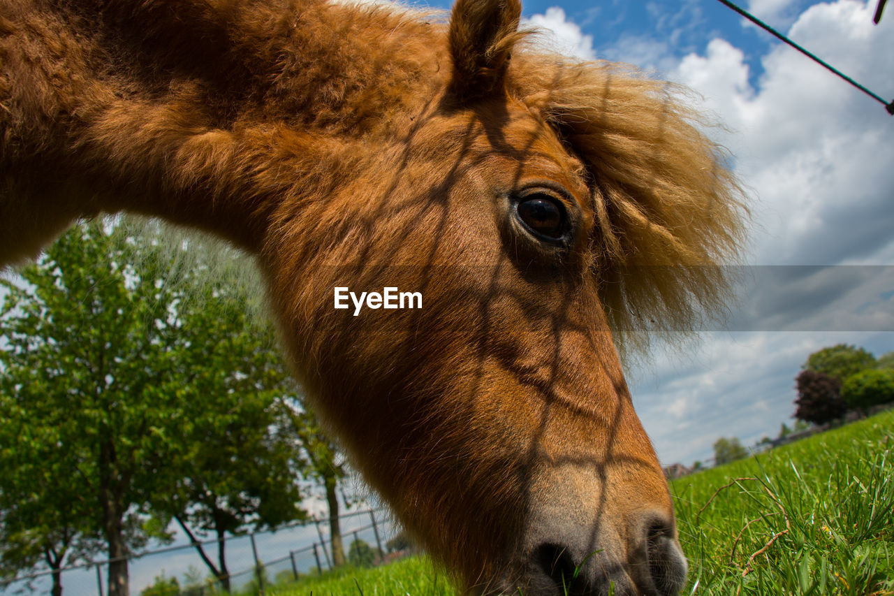 CLOSE-UP OF HORSE STANDING BY GRASS