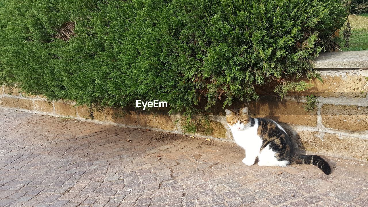 CAT SITTING BY PLANTS