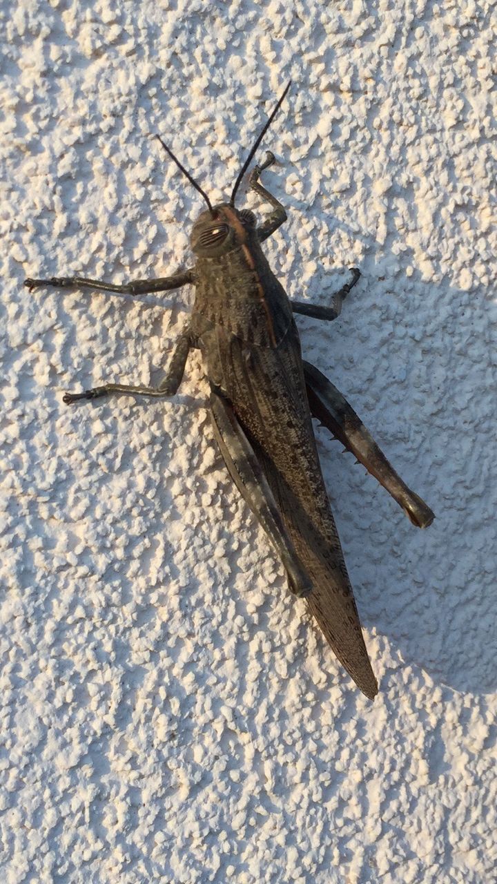 CLOSE-UP OF LIZARD ON GROUND