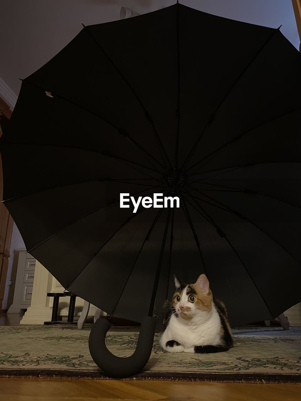 Portrait of cat sitting on umbrella