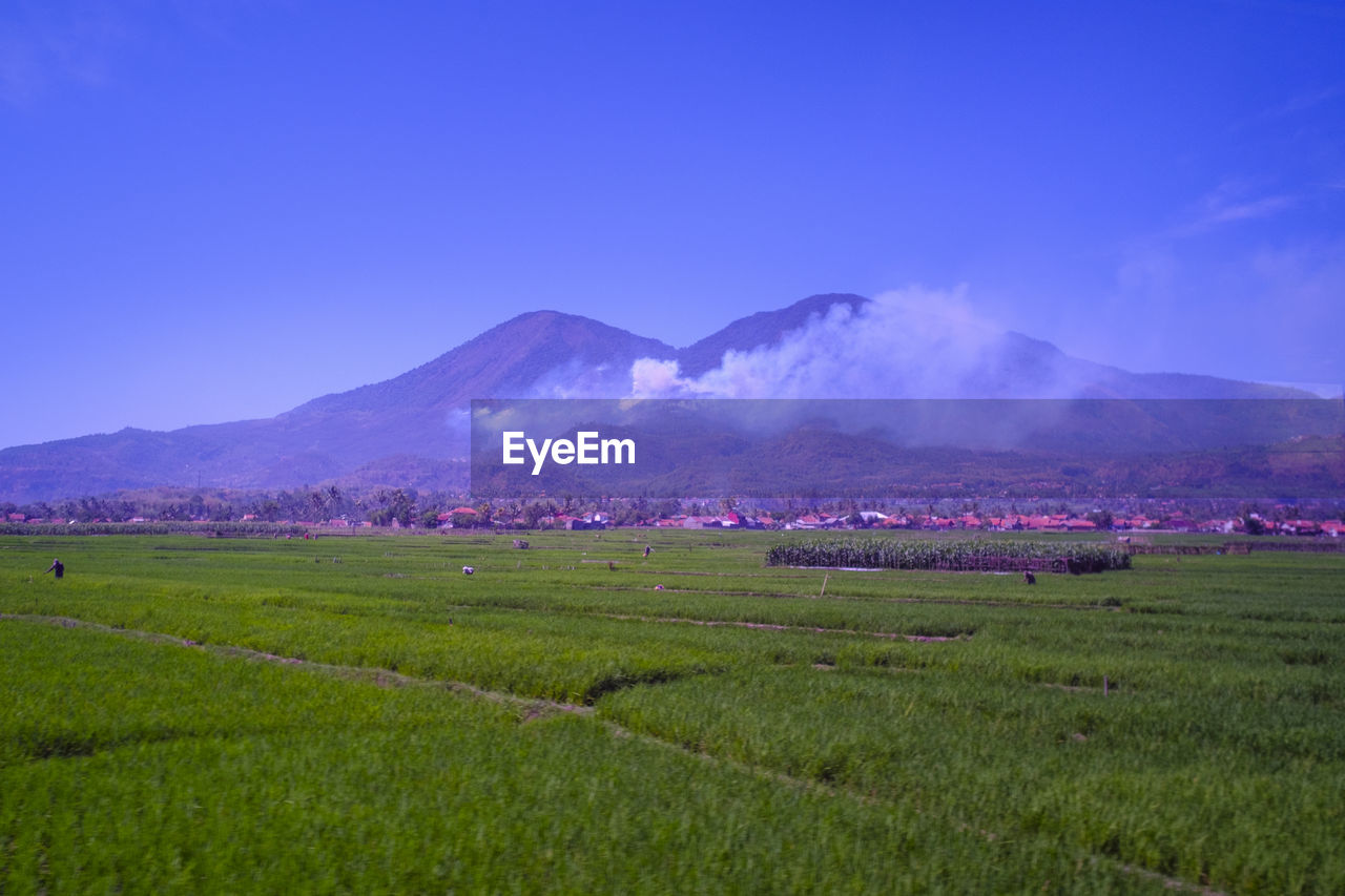 Scenic view of agricultural field against sky