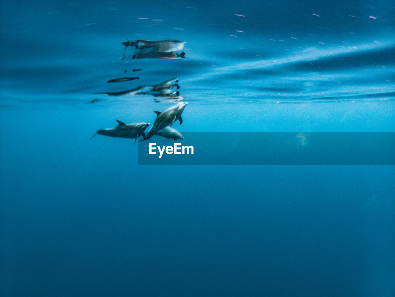 low angle view of man swimming in sea