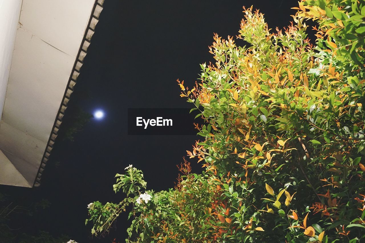 LOW ANGLE VIEW OF ILLUMINATED TREE AGAINST SKY