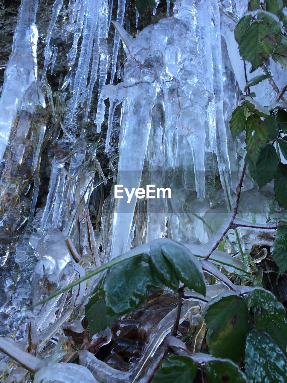 CLOSE-UP OF FROZEN PLANT