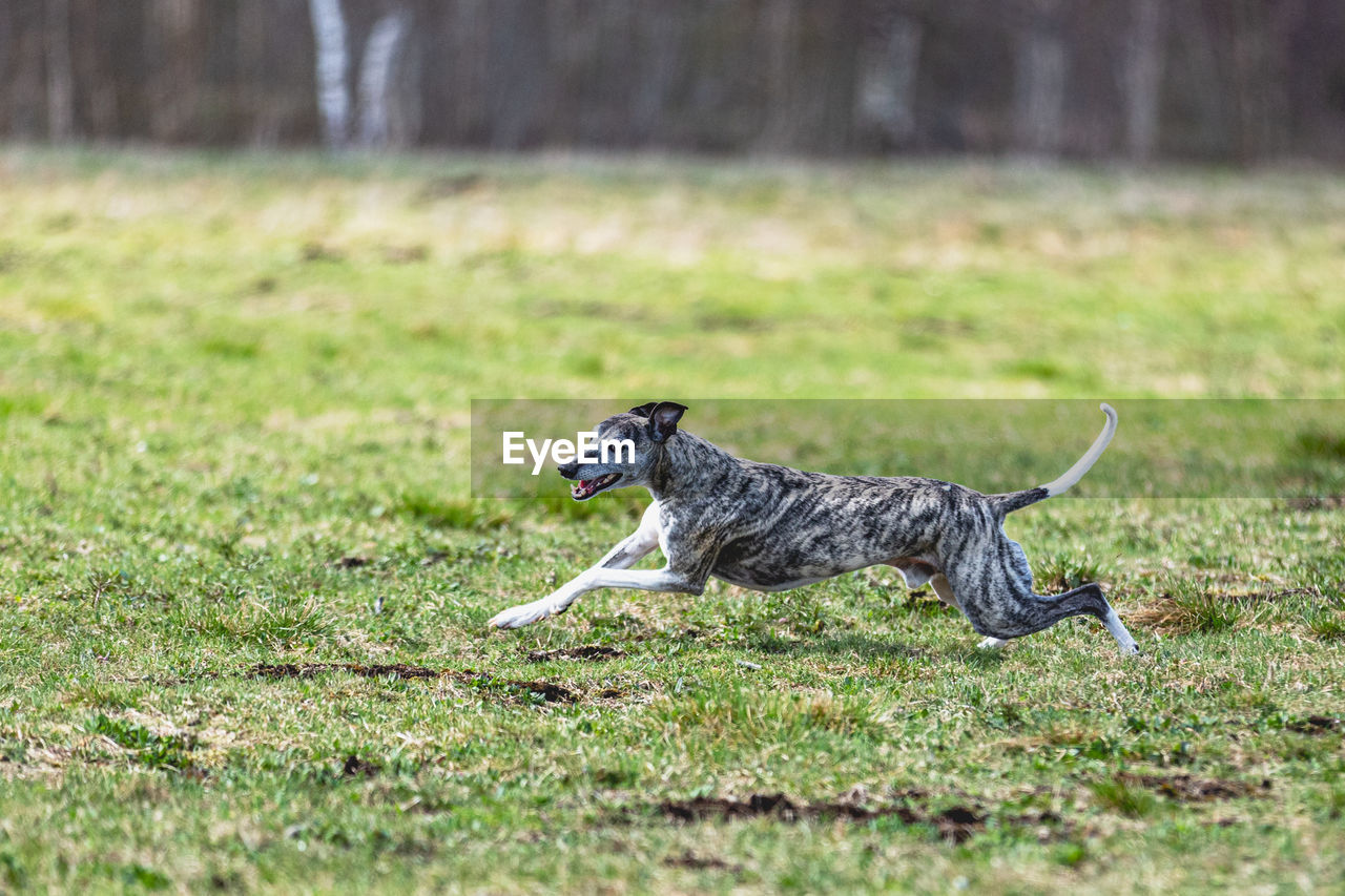 Whippet dog running straight on camera and chasing coursing lure on green field