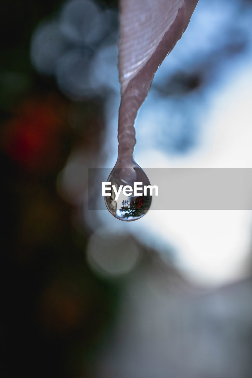 Close-up water drop hanging from flower