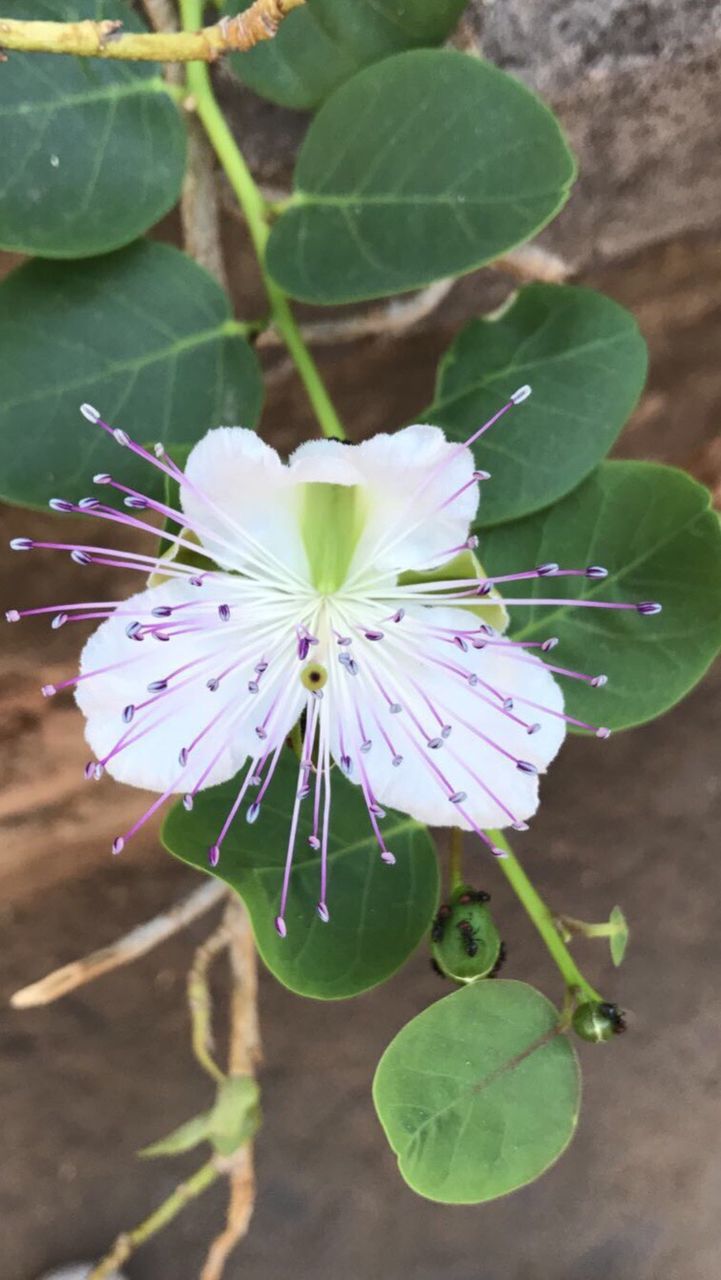 CLOSE-UP OF FLOWER