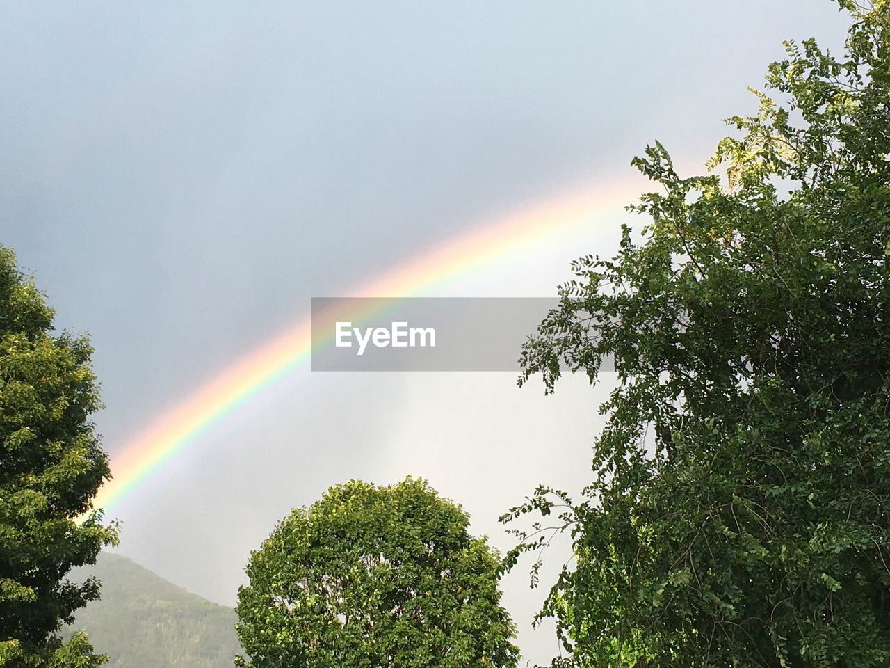 RAINBOW OVER TREES AGAINST SKY