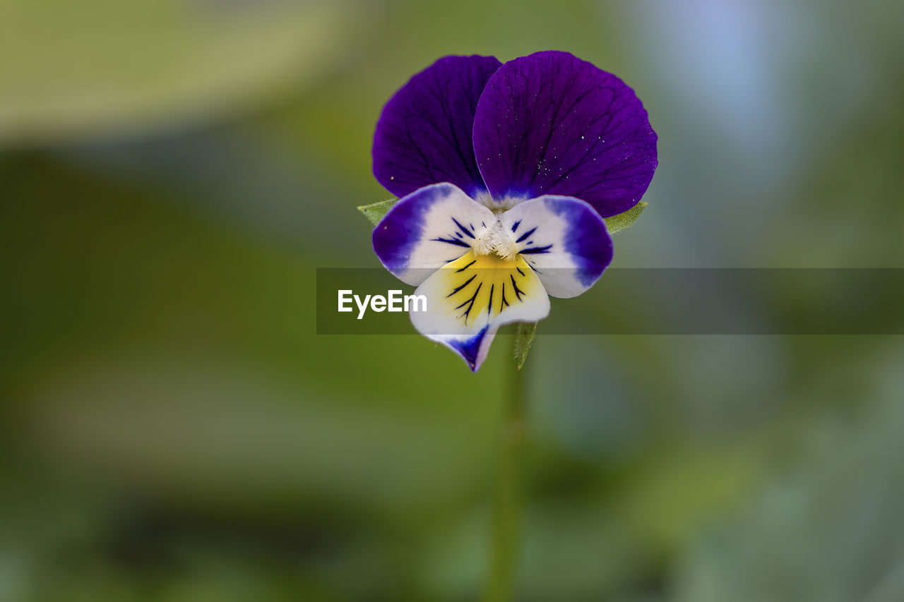 CLOSE UP OF PURPLE FLOWER