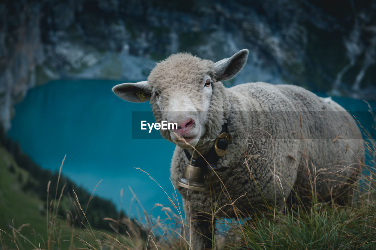 High angle portrait of sheep on hill against lake