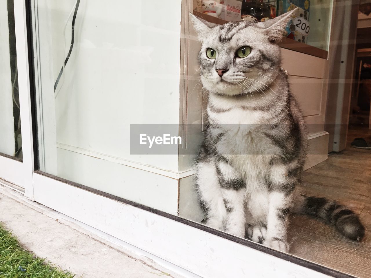 Cat seen through sliding door