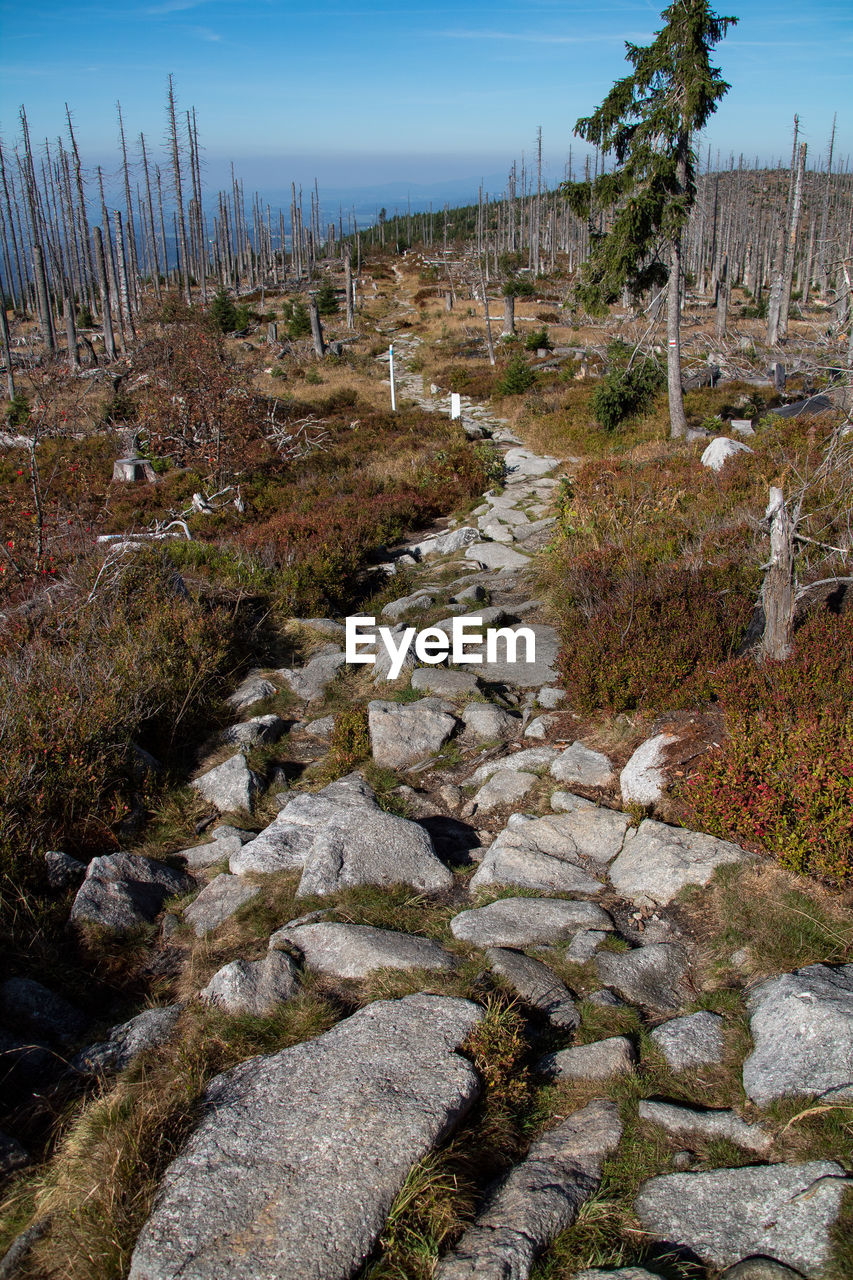 TREES GROWING ON ROCKS