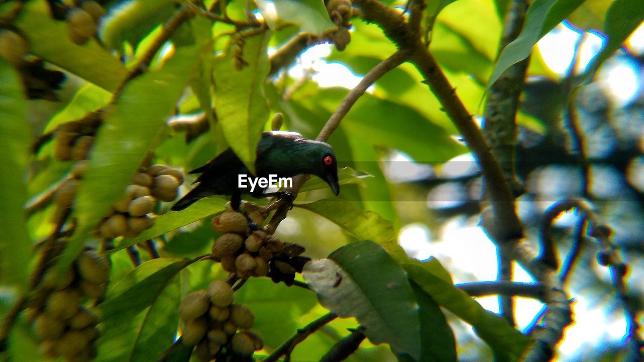 LOW ANGLE VIEW OF BIRD PERCHING ON PLANT