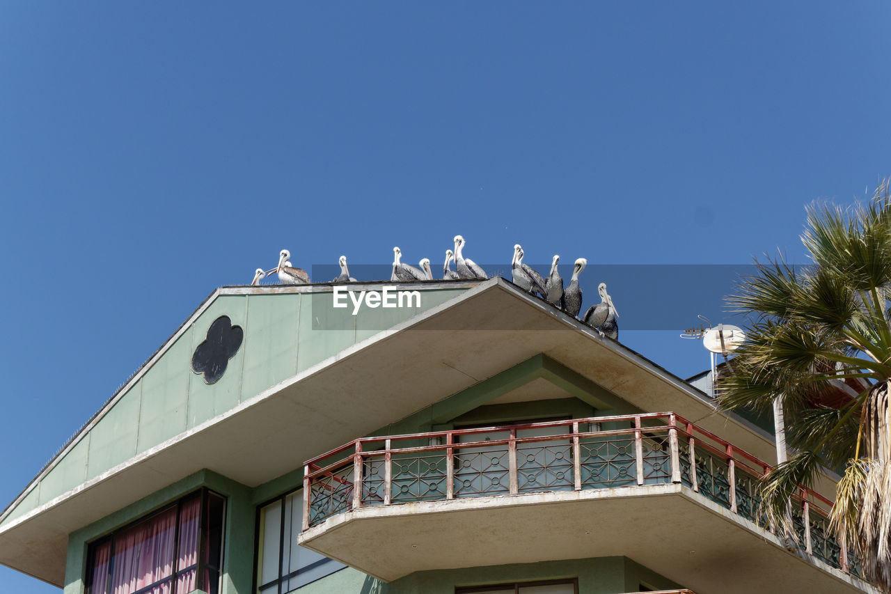 Low angle view of building against clear blue sky. pelicans sitting on the roof 