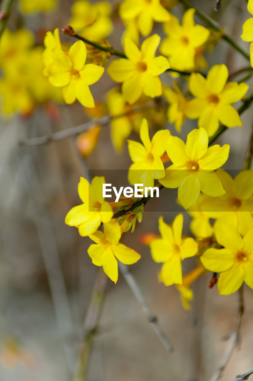 CLOSE-UP OF HONEY BEE ON YELLOW FLOWERS