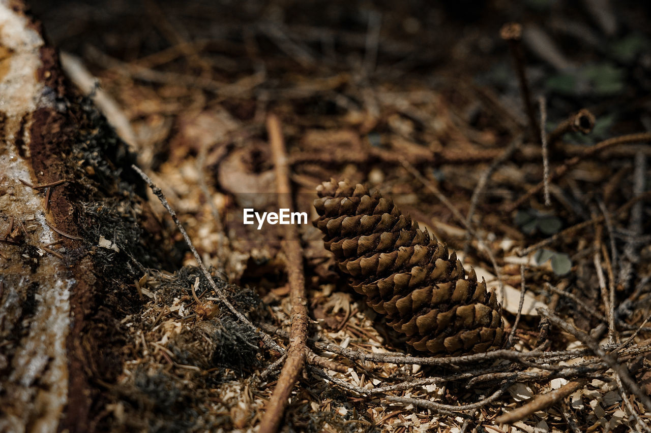 Close-up of pine cone on field