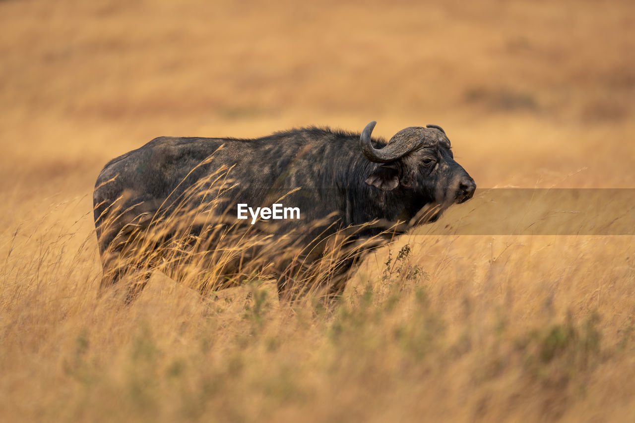 animal themes, animal, animal wildlife, mammal, wildlife, one animal, grassland, safari, no people, savanna, grass, prairie, cattle, nature, plain, outdoors, side view, close-up, bison, day, plant, tourism, travel destinations, selective focus